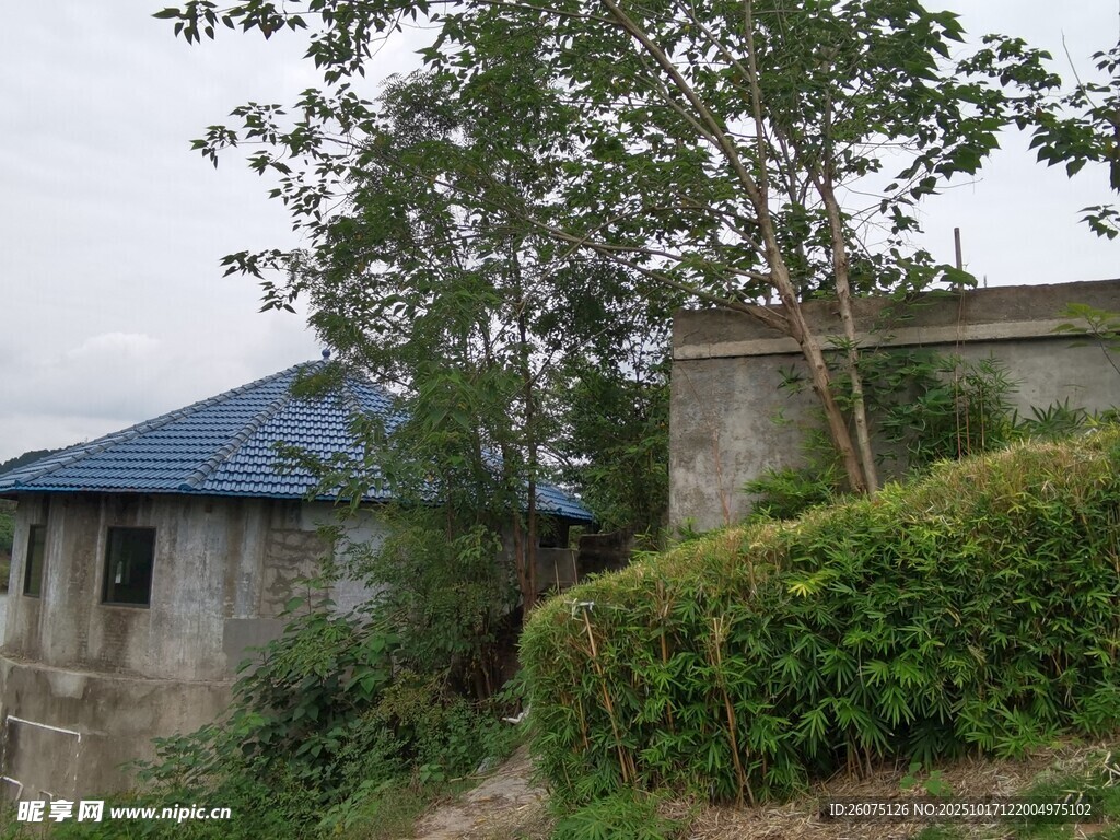 乡村小屋旁的绿植景致
