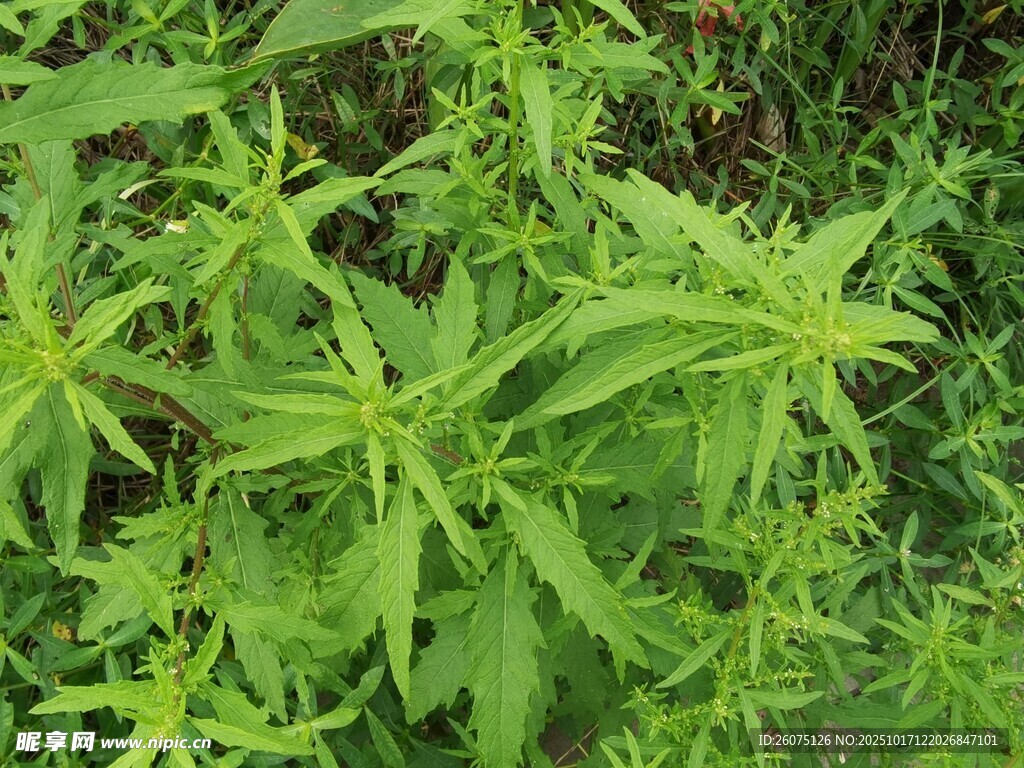 嫩绿繁茂的植物枝叶