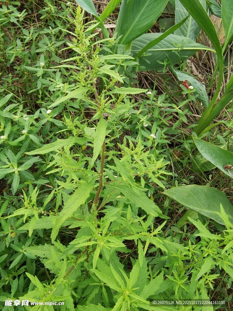 野外绿色植物特写