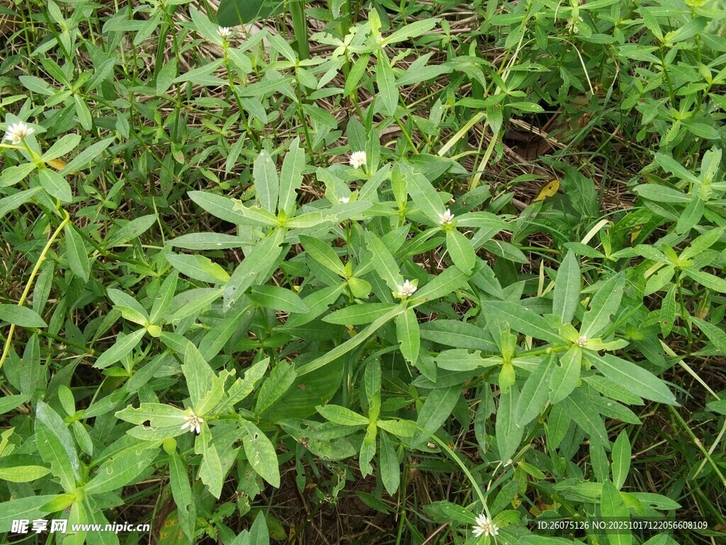田野中的繁茂绿色植物