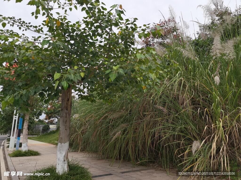 路边绿植景观