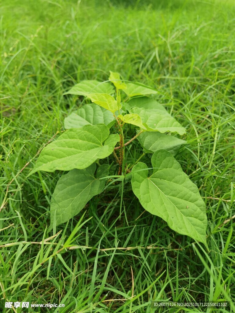 草地上的嫩绿植物