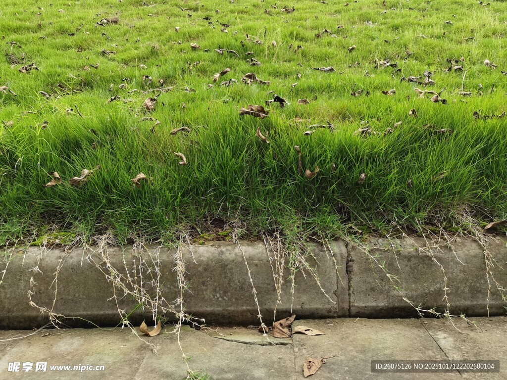 路边翠绿草地与石砌边缘