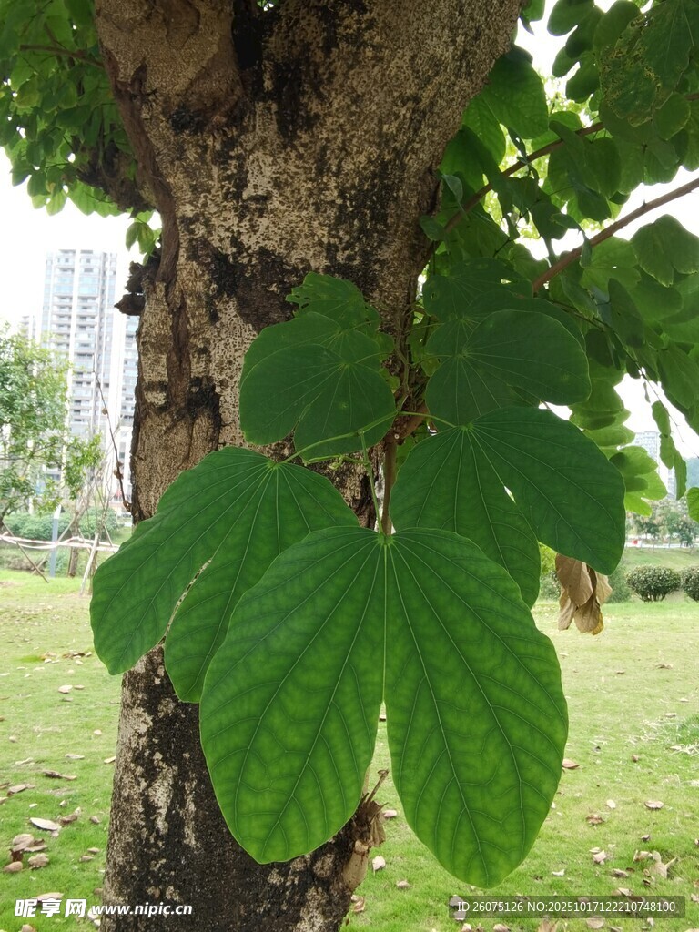 树干旁的翠绿叶片