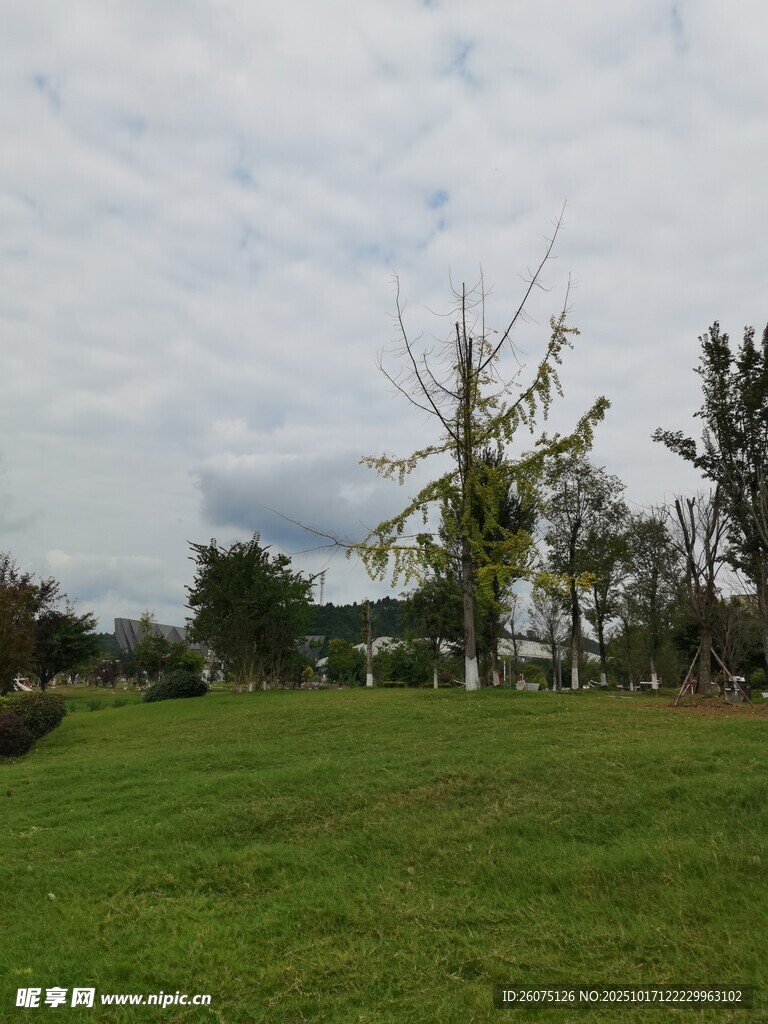 绿意盎然的户外草地风景