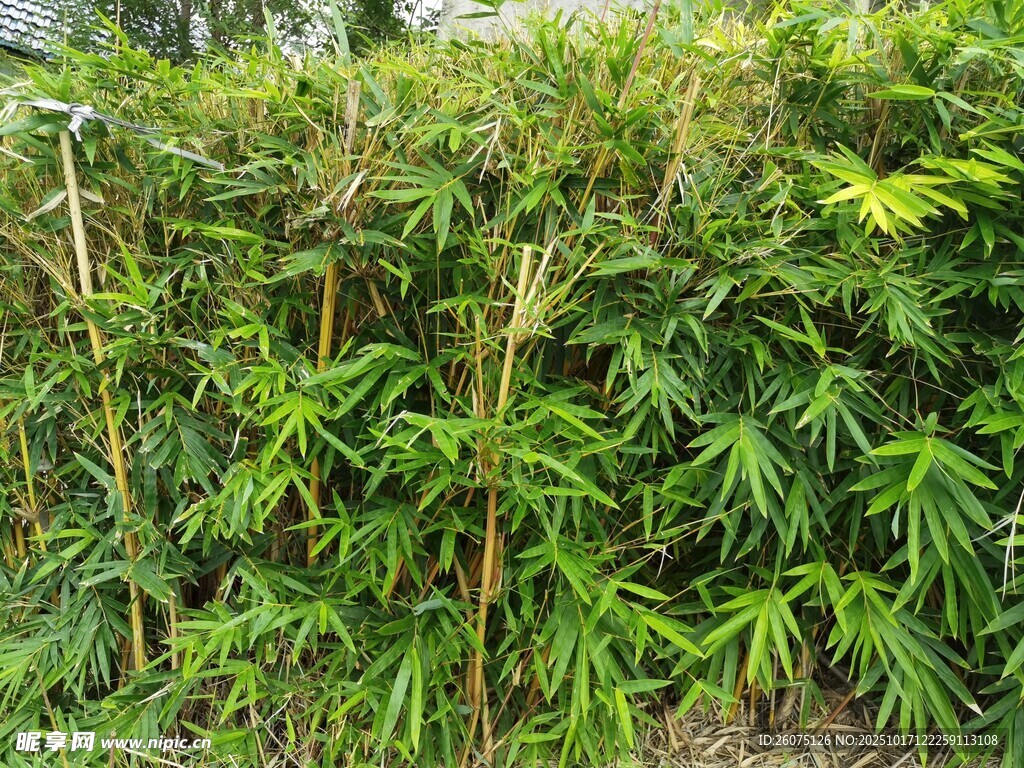 茂密生长的绿色植物