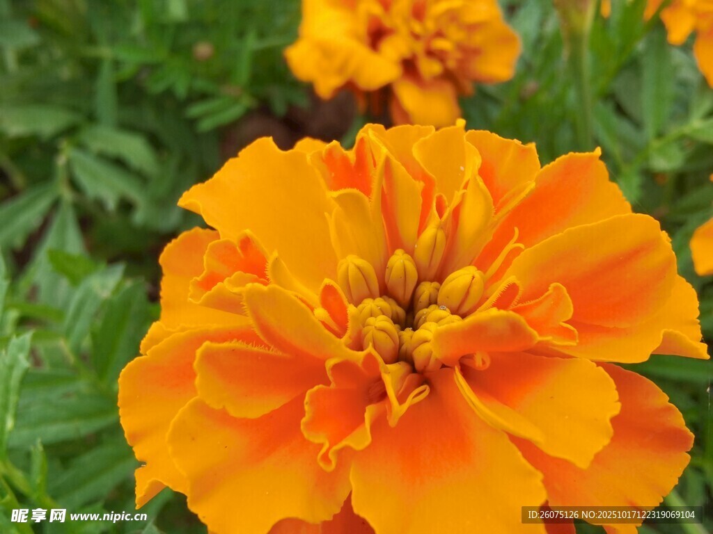 鲜艳橙色万寿菊特写