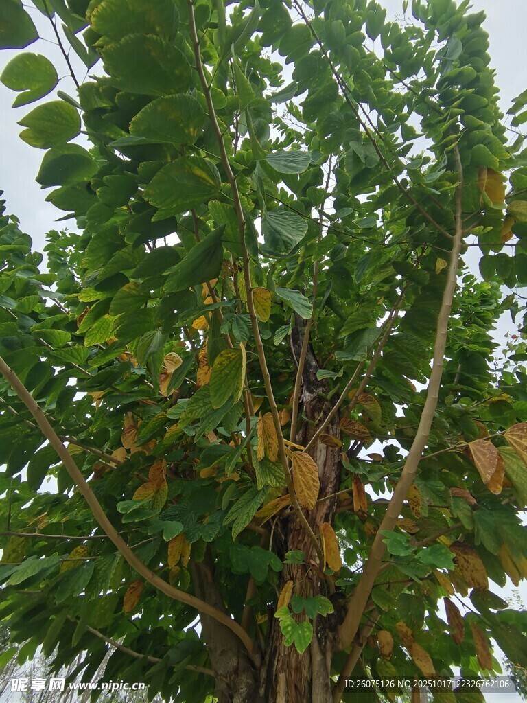 繁茂绿植展现自然生机
