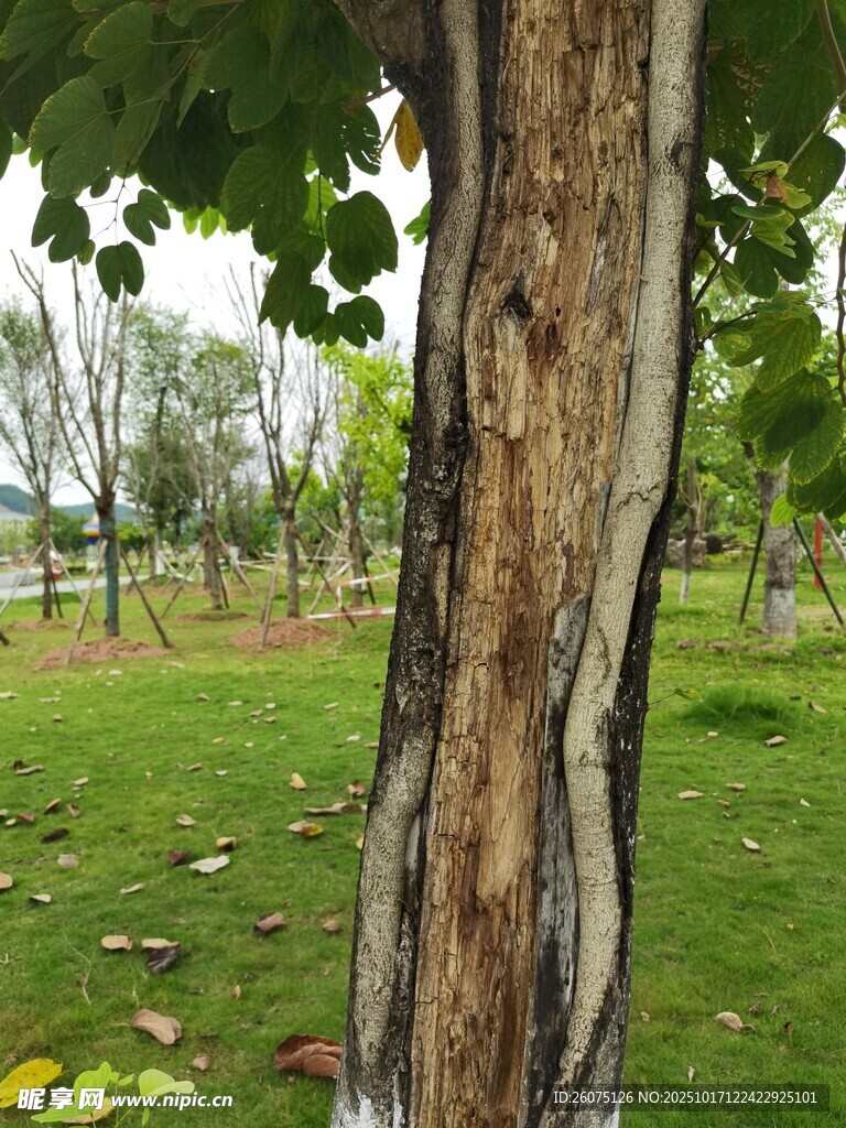 树干特写与绿意盎然景致