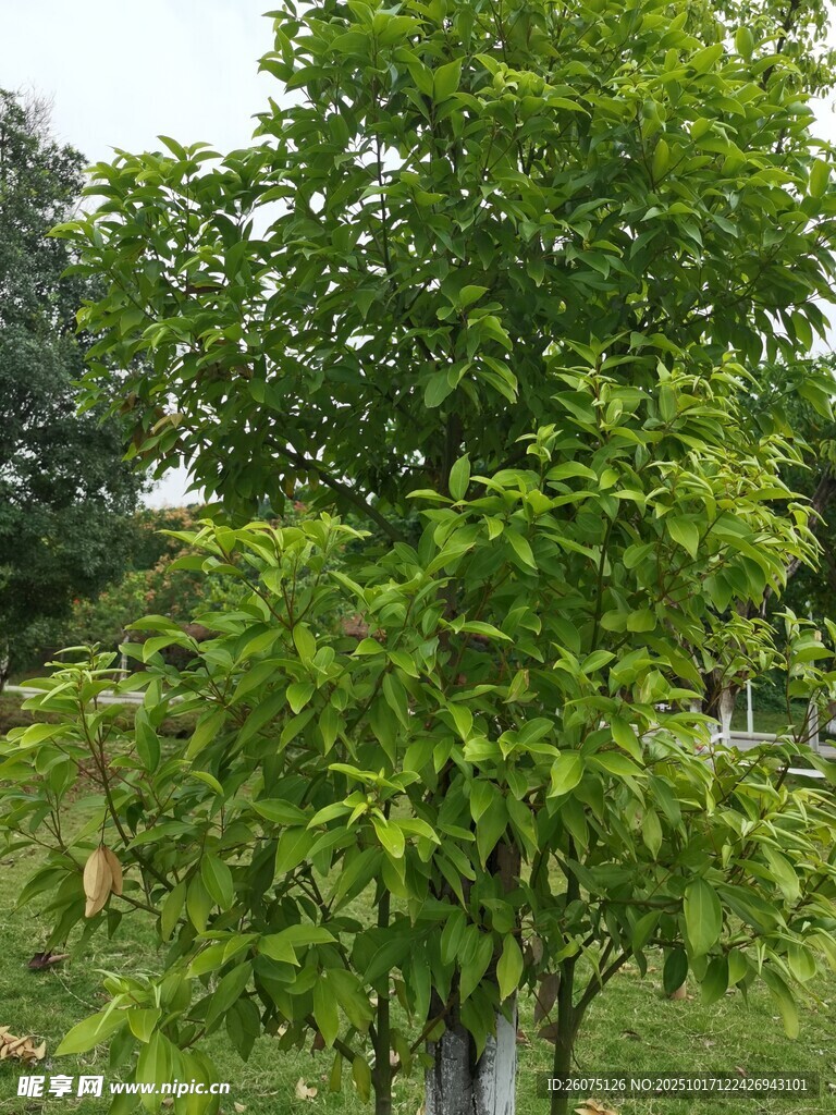 绿叶繁茂的树木
