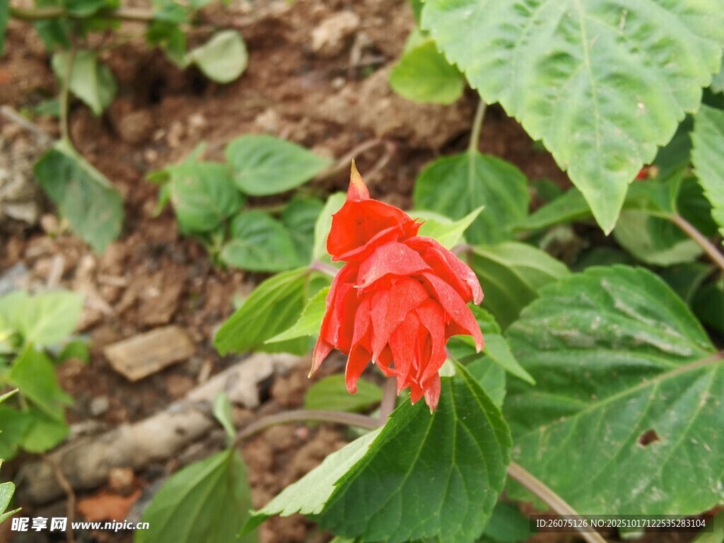 娇艳红色花朵绽放绿叶间