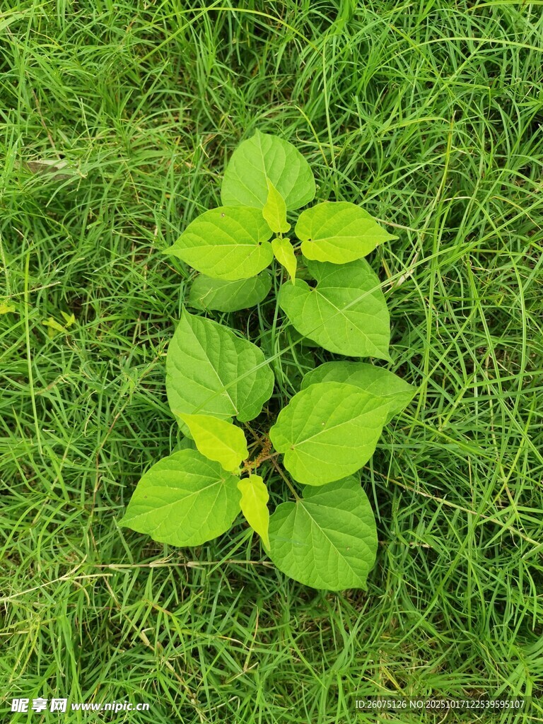 草地上的嫩绿植物