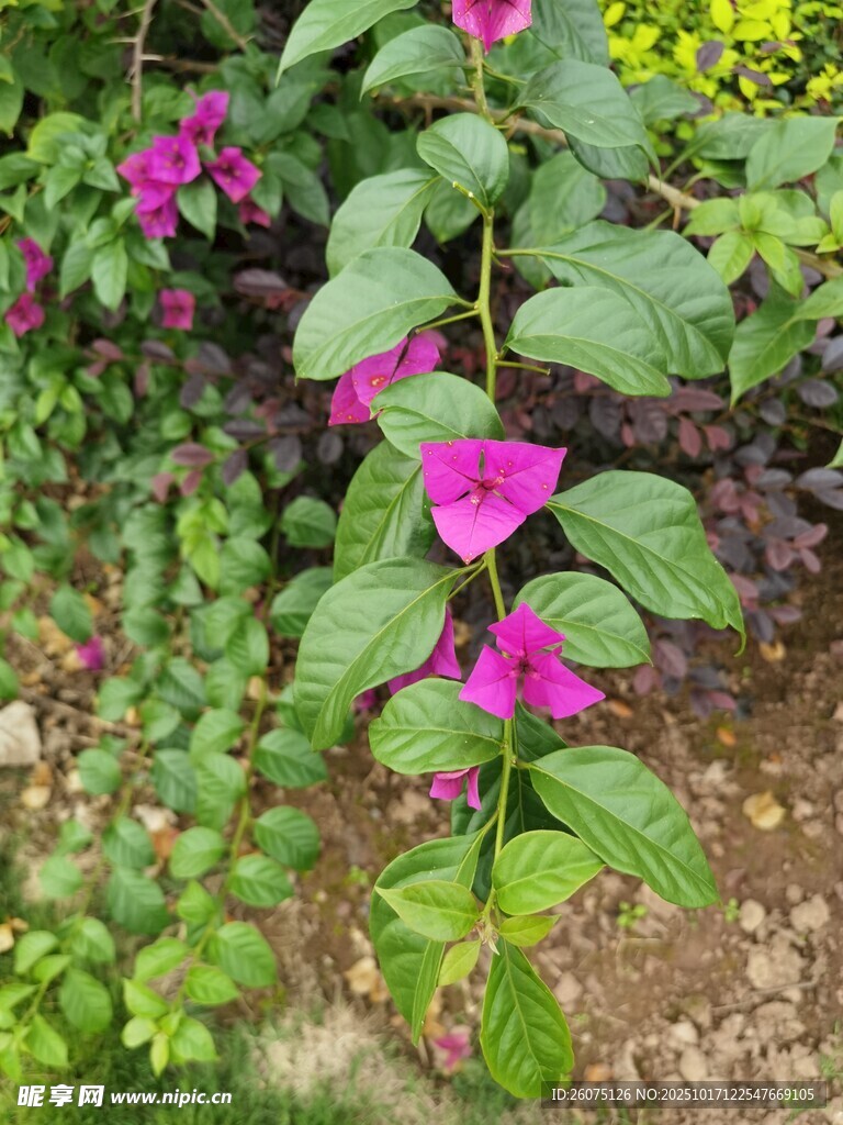 娇艳绽放的紫花绿植