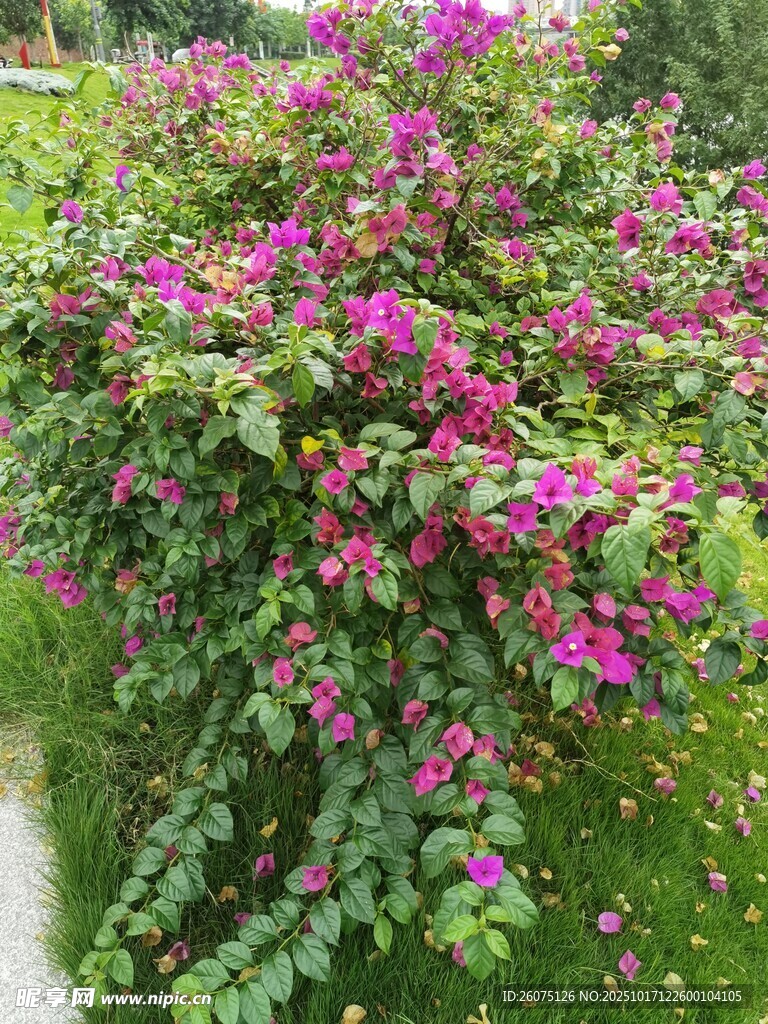 繁花锦簇的艳丽植物