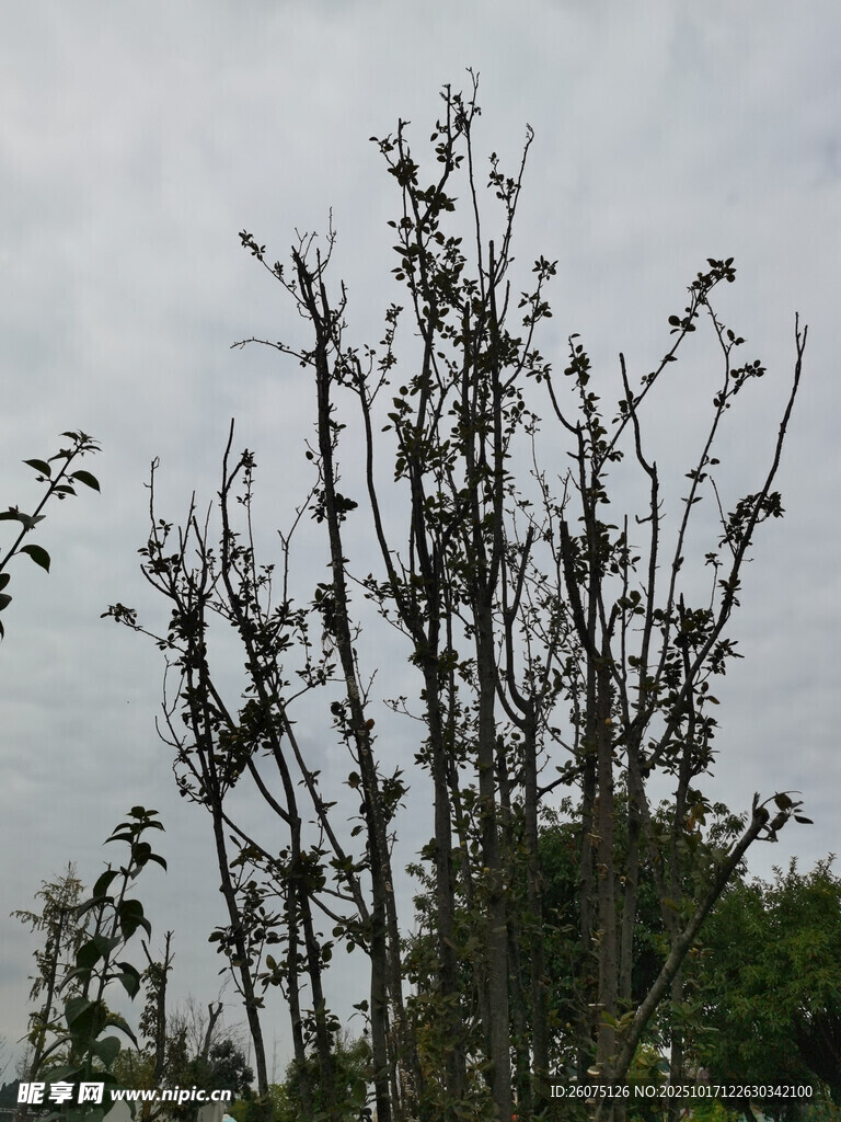 光秃树枝与阴沉天空