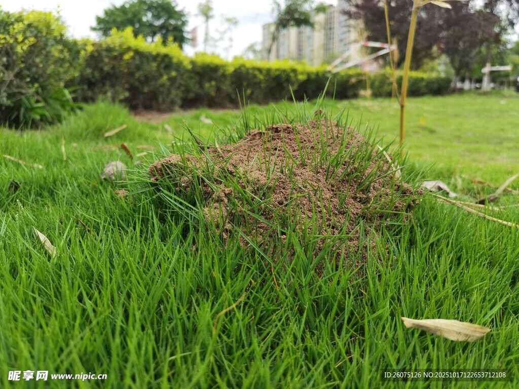 绿草中的低矮植物景观