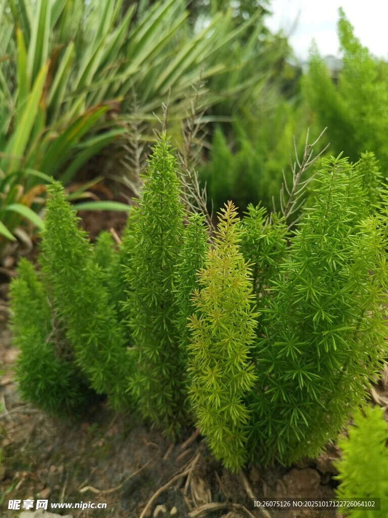 翠绿丛生植物景观
