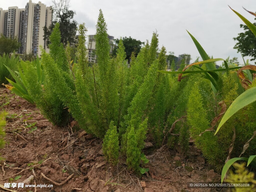 田野中的绿色植物景观