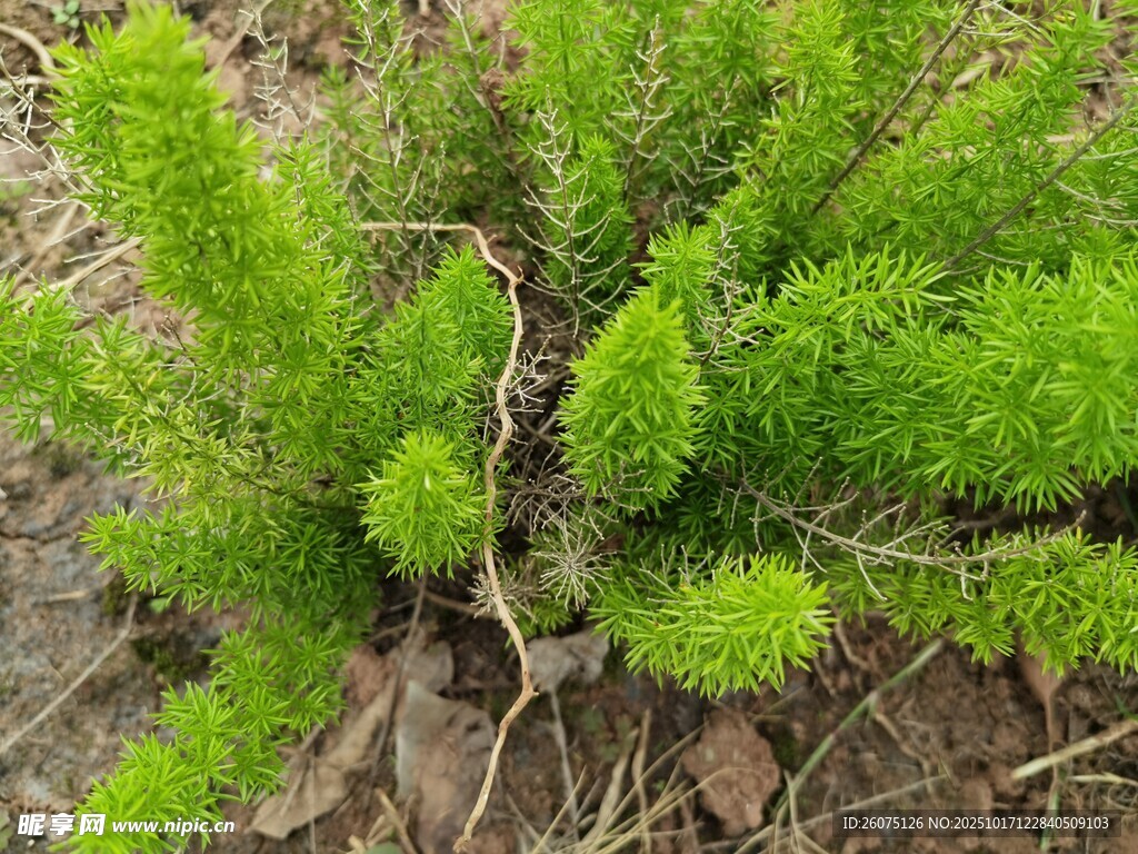 嫩绿松针植物特写