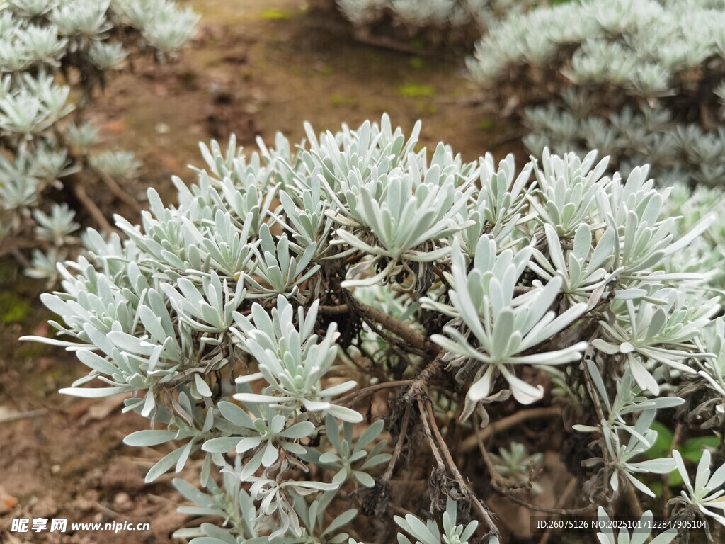 银叶植物特写