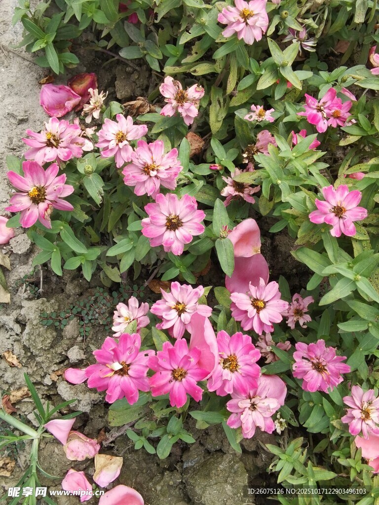 粉色花卉绽放于绿叶间