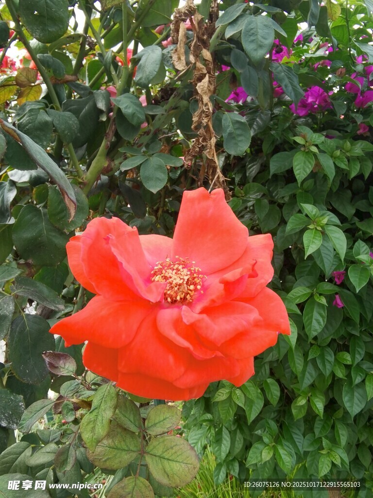 娇艳红花绽放于绿植间