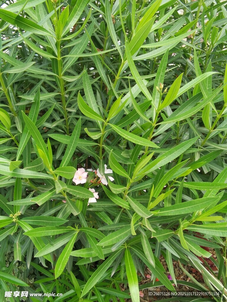 绿叶丛中的白色小花