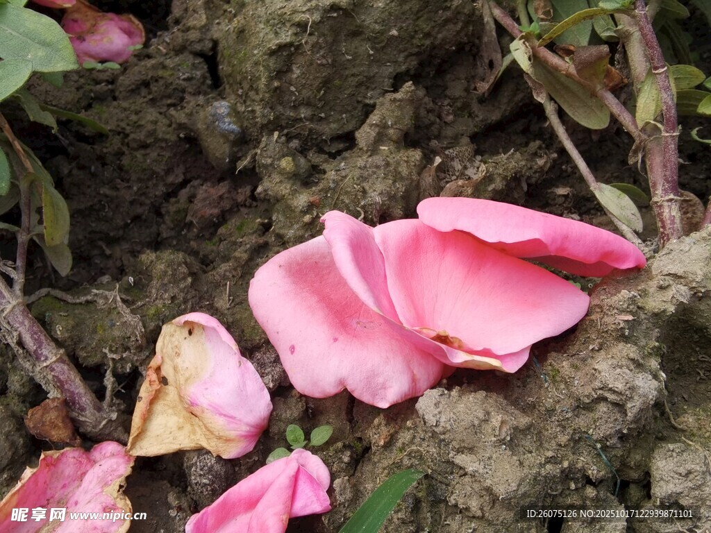 地上的粉色落花