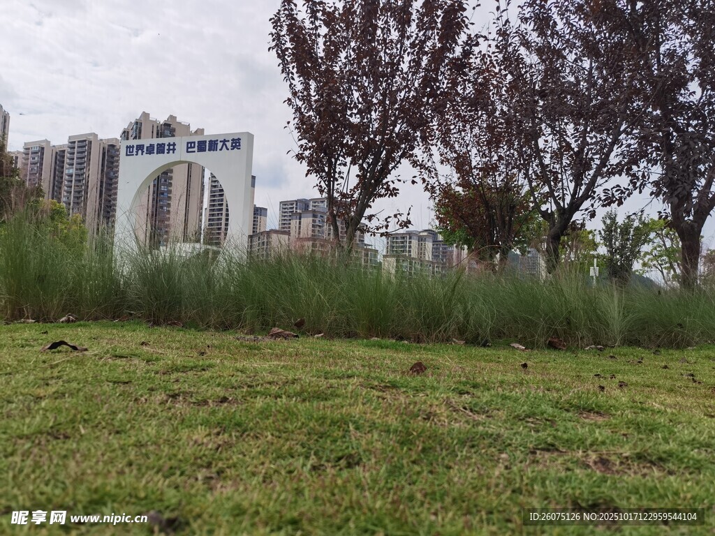 城市草地与树木景观