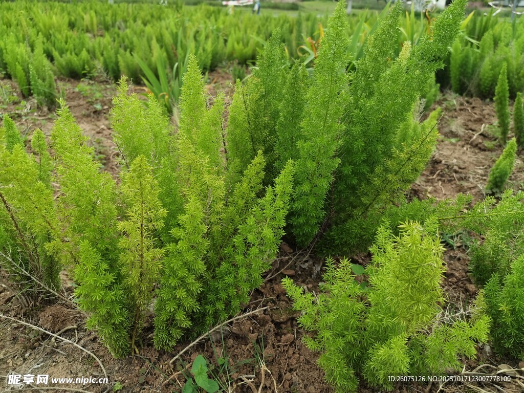 绿色松树苗种植地