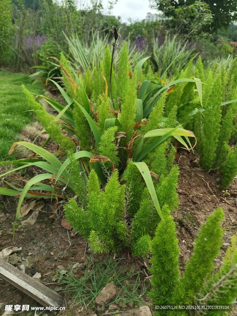 翠绿丛生的热带植物景观