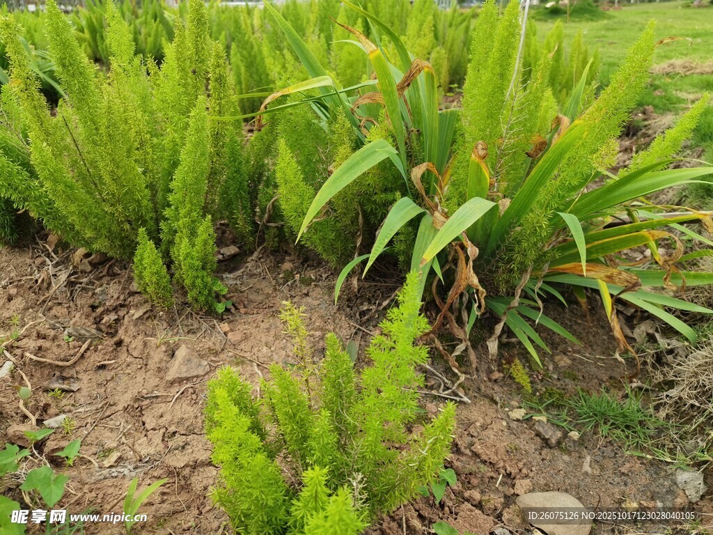 嫩绿植物生长于泥土间