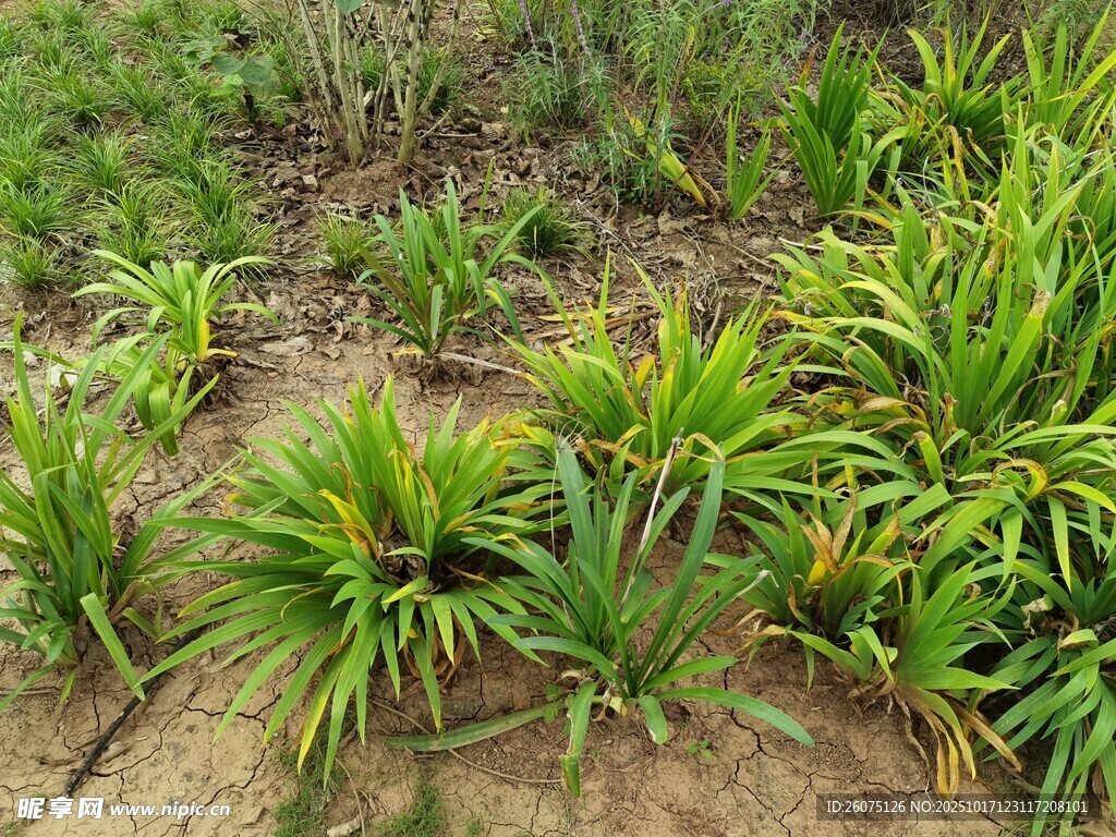 田间葱郁植物生长景象