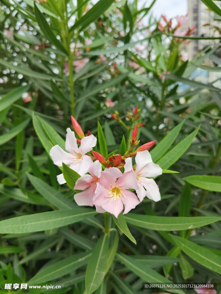 娇艳夹竹桃绽放绿叶间
