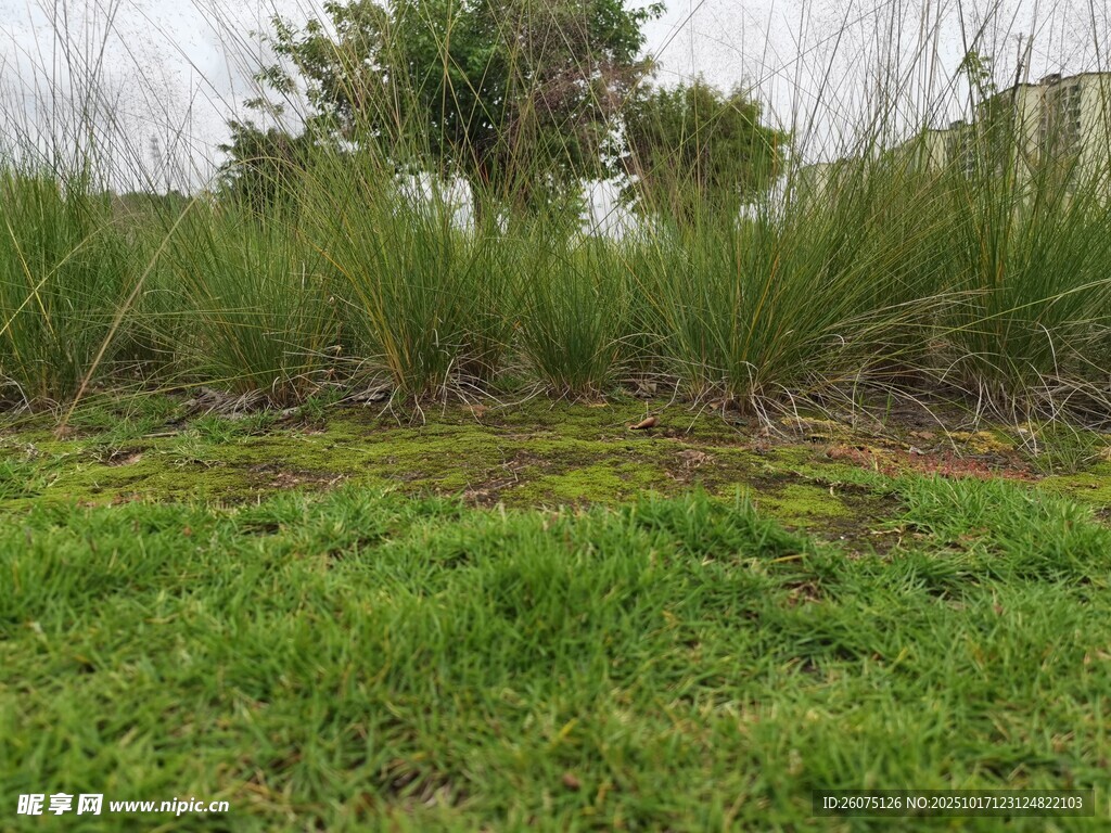 户外草地与远处植被景观
