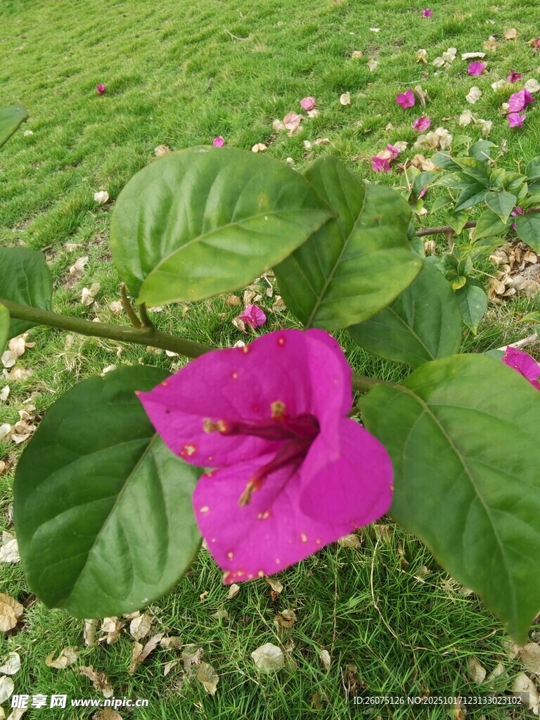 娇艳紫花绽放绿叶间