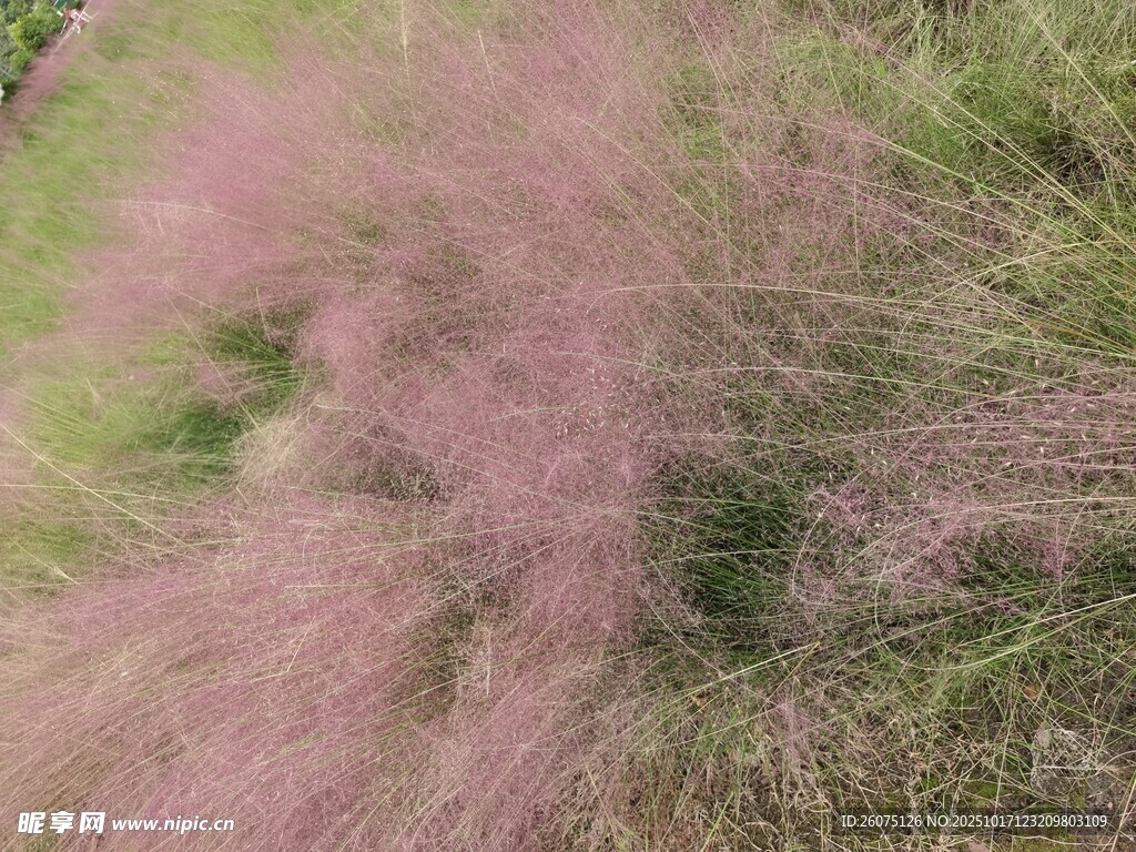 粉黛乱子草的梦幻景致