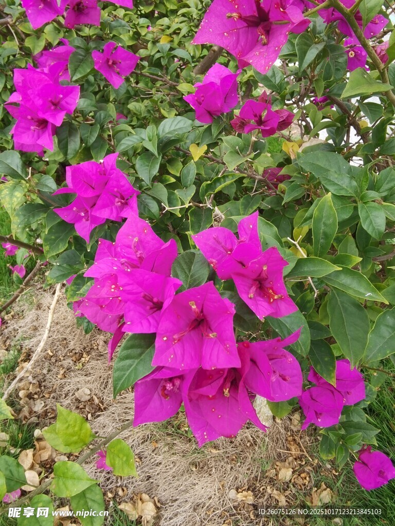 艳丽三角梅绽放