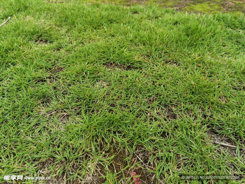 翠绿草地清新自然风景