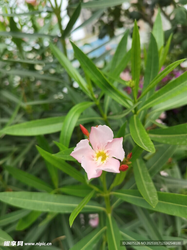 娇艳粉色小花绽放绿叶间
