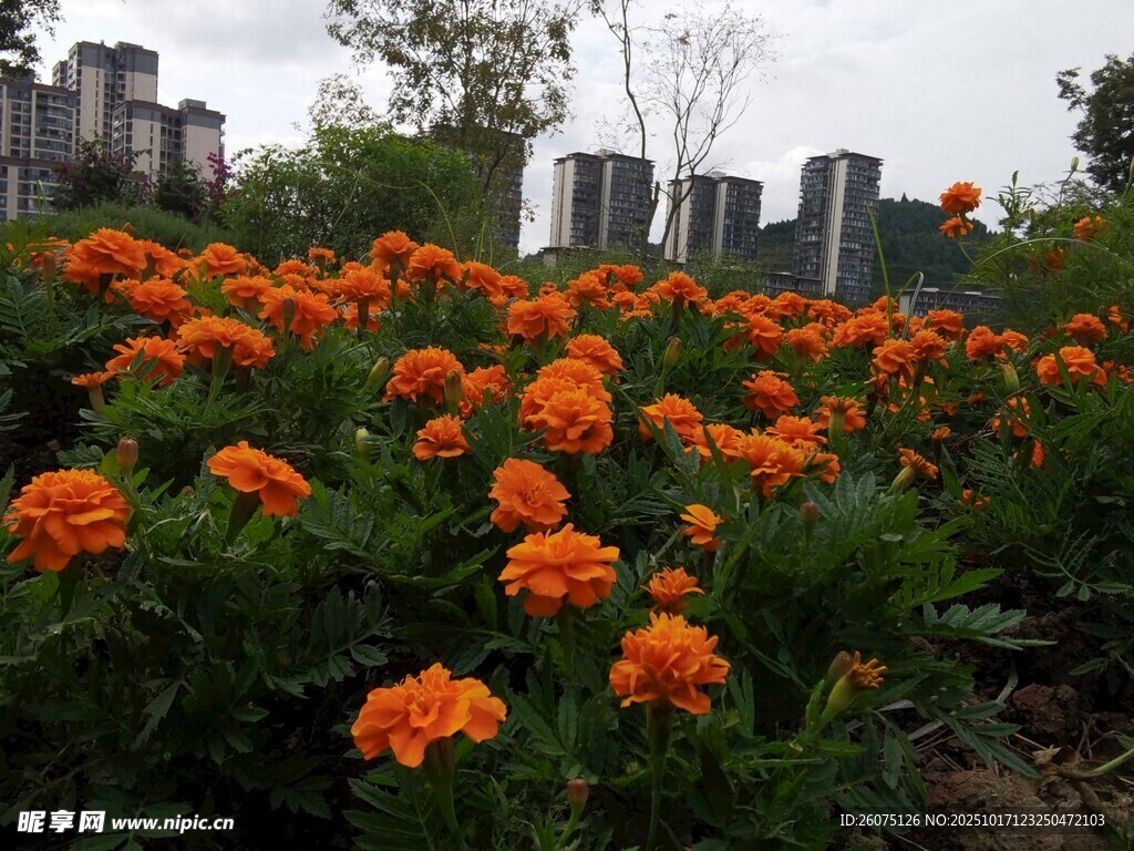 城市边绚烂绽放的橙色花丛