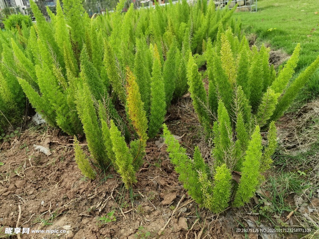 翠绿芦荟植株生机勃勃