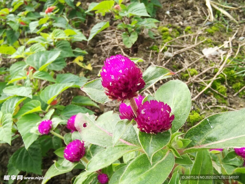 艳丽紫花绽放于绿叶间