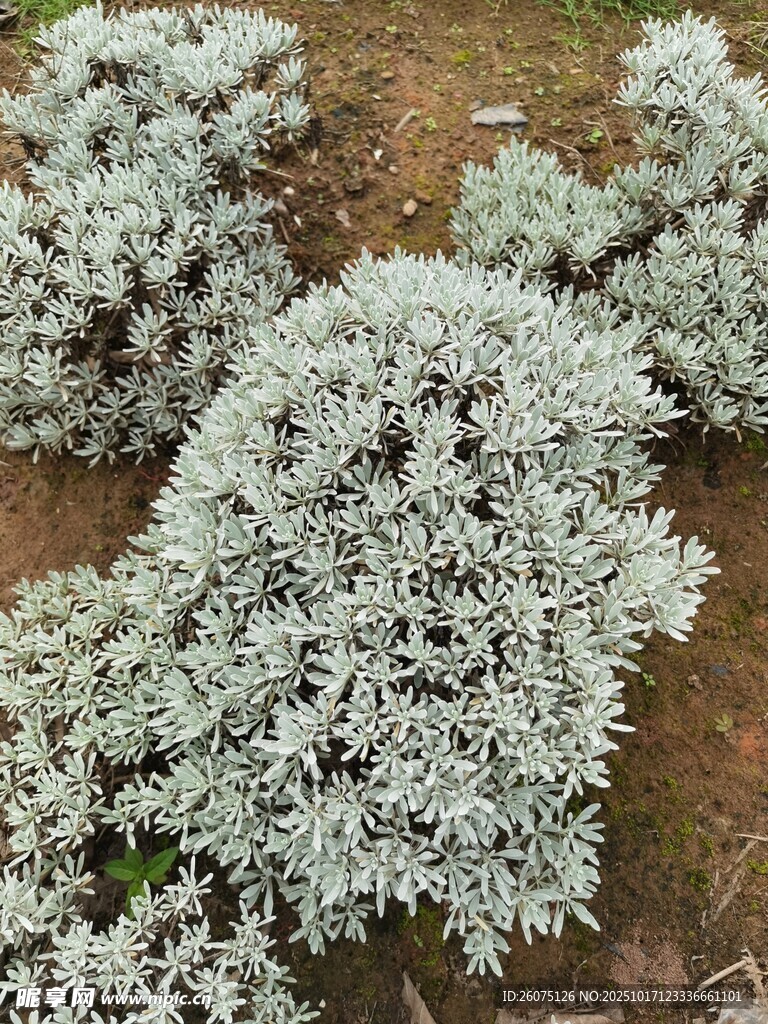 银叶植物景观
