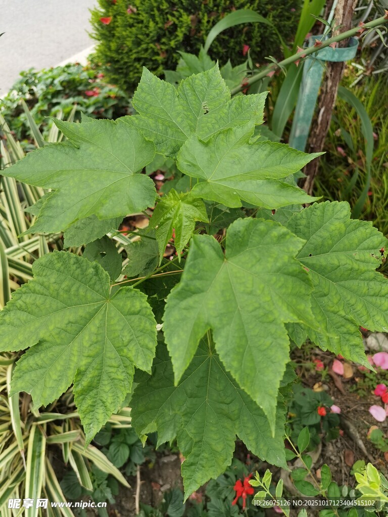 大叶片绿植特写