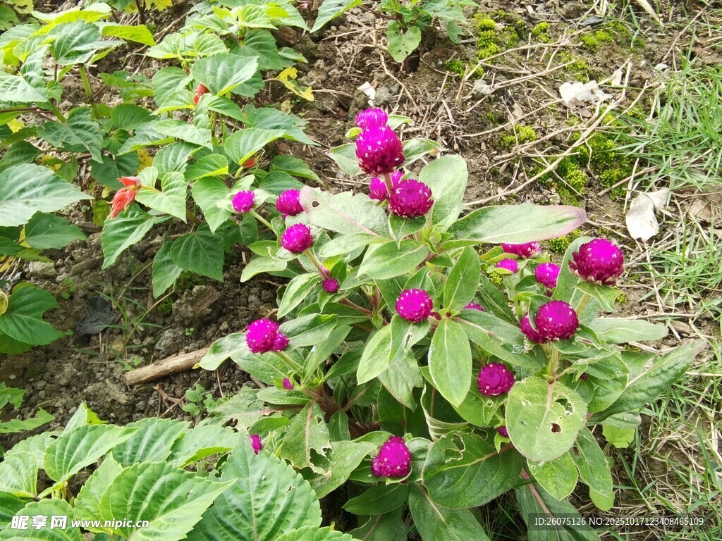 娇艳紫花绽放绿叶间