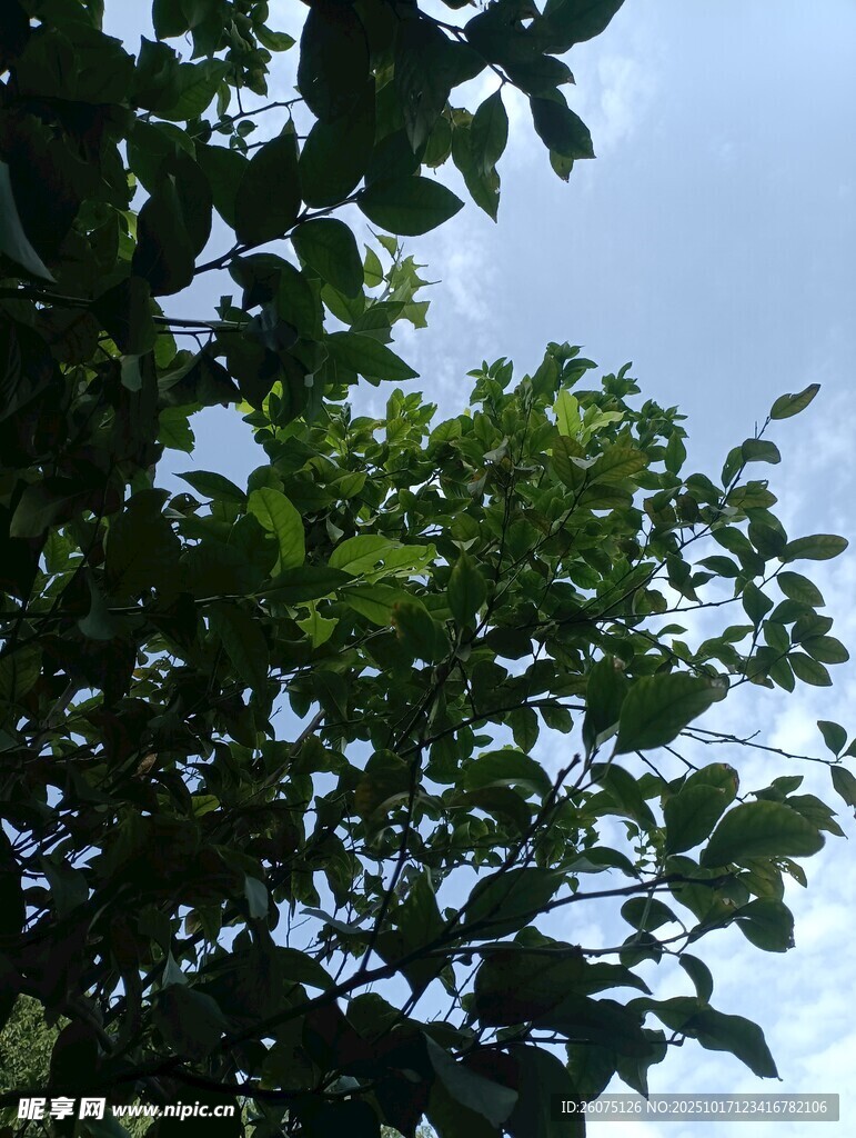 绿叶映蓝天