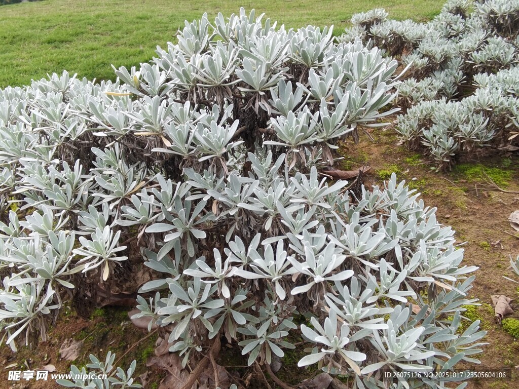 银叶植物景观