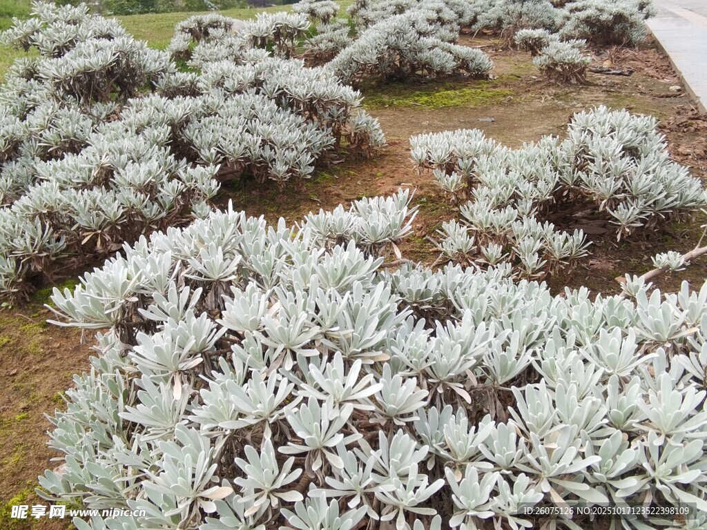 银叶植物景观