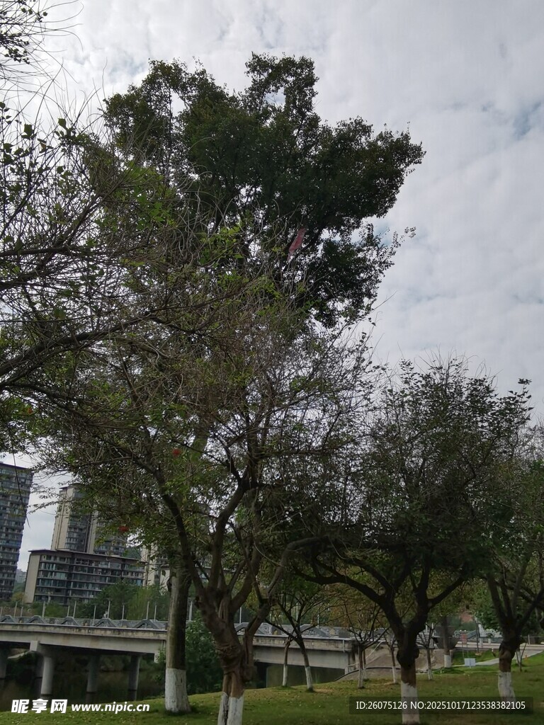 城市公园中的繁茂树木